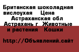 Британская шоколадная вислоухая  › Цена ­ 3 000 - Астраханская обл., Астрахань г. Животные и растения » Кошки   